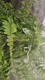 Chameleon - 2