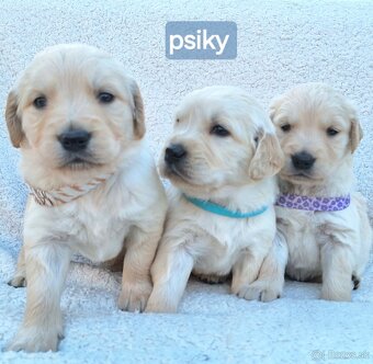 Predám Šteniatka Zlaty retriever-Golden retriever - 2