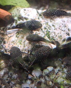 Prisavnik ancistrus - 2