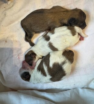 Pomeranian s PP ( FCI) - - 2