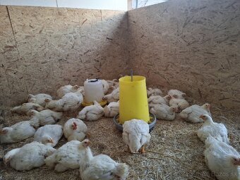 Brojlerove kurence - 2
