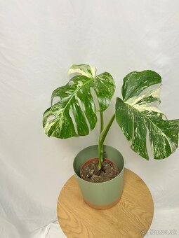 Monstera deliciosa albo variegata - 2