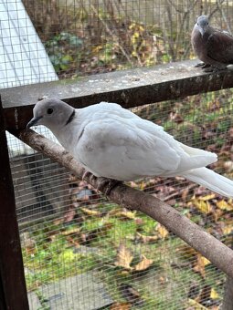 Hrdlička chichotavá - 2