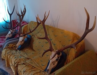 Jelenie trofeje - 2