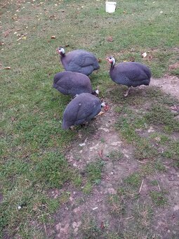 Perlicky, perlička - 2