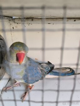 Predám papagáje - 2