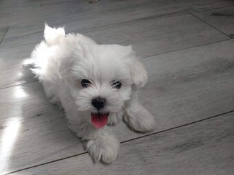 Maltipoo mini-Pudel - 2