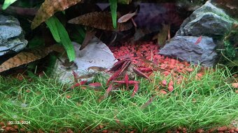 Neocaridina red cherry - 2