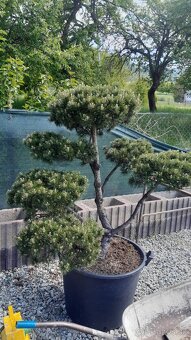 Bonsaj ,bonsai - 2