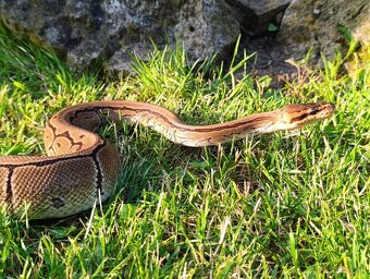 Pytón Kráľovsky / Python Regius - 2