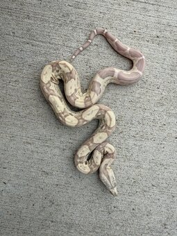 Veľhad kráľovský/Boa constrictor - 2