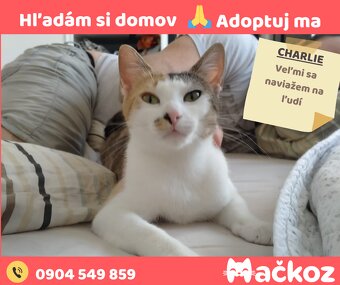 CHARLIE - Darujem mačku / Darujem mačičku - 2