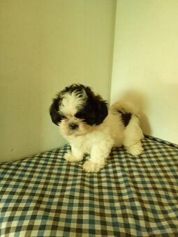 Shi-tzu,sicu,Shitzu - 2