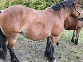 Predám alebo vymením Kobylu - 2