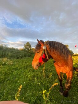 Predám ťažného žrebca - 2