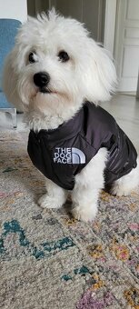 Darujeme maltipoo fenku - 2