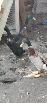 Indické bežky-kačice - 2