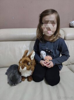 Zdrobneny králik - 2