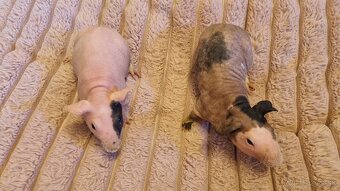 Skinny Morčatá - 2