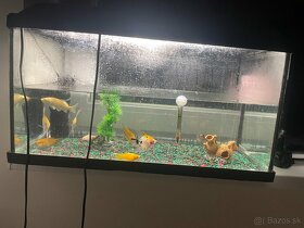 Akvárium s rybickami - 2