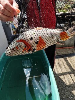 Koi kapre - 2