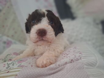 Lagotto romagnolo s PP (italský vodní pes) - 2