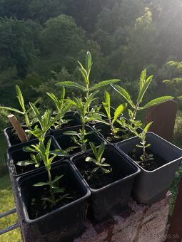 Verbena bonariensis - 2