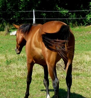 Quarter Horse 2,5 ročná kobylka - 2