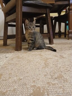 Darujem mačiatko - 2