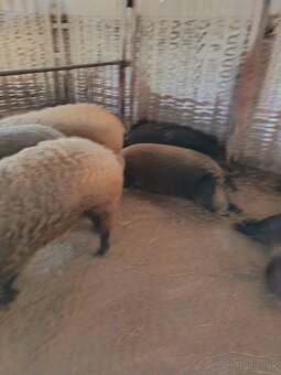 Predam ošípané mangalica - 2