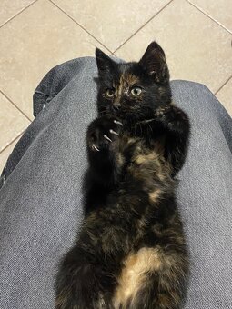 DARUJEM Mačiatko - 2