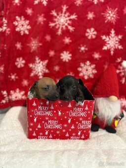 Taliansky chrtik - 2