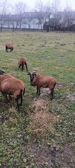 Predám kamerunske ovce - 2