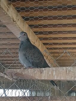 Hrdlička temná - 2