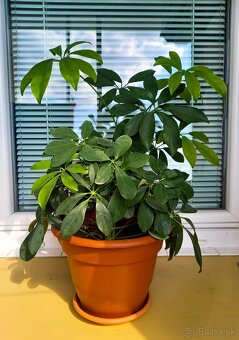 Krásna Schefflera / Dáždnikový stromček na predaj - 2