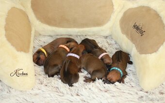 Rhodesian Ridgeback - 2