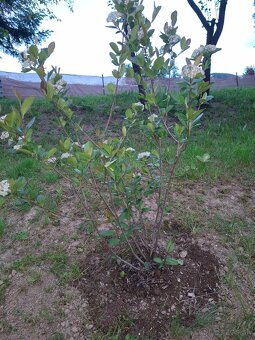 Aronia Nero - 2