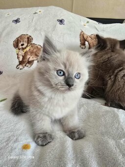 Ragdoll - 2