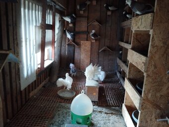 ANGLICKY.   PAVIK - 2