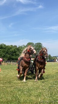 Tažny kôň - 2