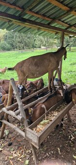 ANGULOBIJSKE KOZY. - 2