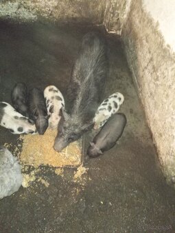 Predám vietnamské prasiatka - 2