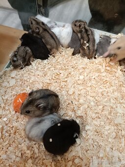 Džungársky škrečok - 2