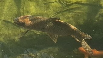 Koi - 2