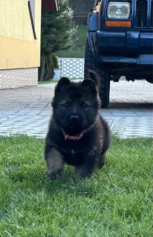 Nemecký ovčiak - NO- Fenky Nemeckého ovčiaka - 2