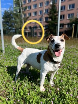 Stráženie psíkov P&M | Košice - 2