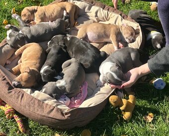 Šteniatka staforda - 2