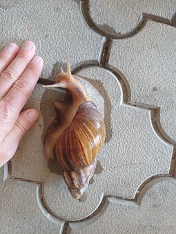 Africký slimák spolu s teráriom - 2