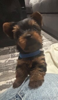 Yorkshirsky terier mini - 2