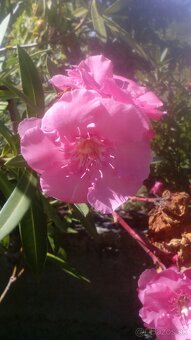 Predám Oleander - 2